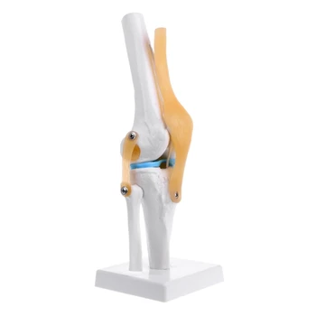 Ľudské Anatomické Kolenného Kĺbu Flexibilné Kostra Model Vzdelávania Zdravotníckych Pomoc Anatómia